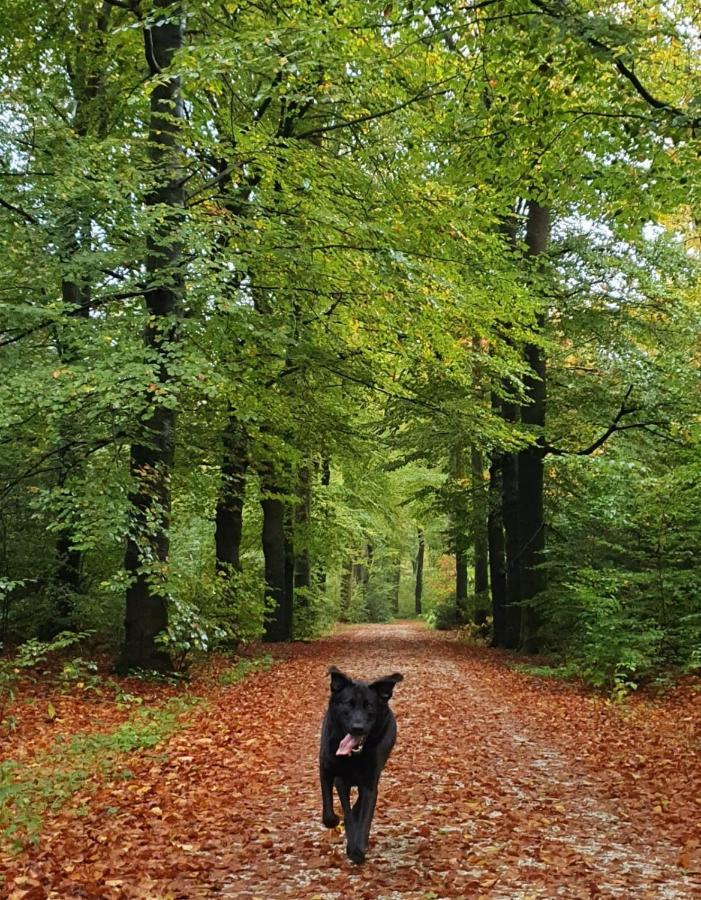 Luxe Vakantiebungalow Met Omheinde Tuin Voor Hond En Kinderen Dirkshorn Exterior photo